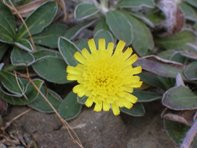 Hieracium pilosella_Polak