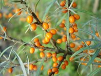 Hippophae rhamnoides_Lugmair