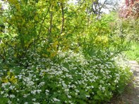 Galium odoratum_Polak