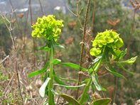 Euphorbia cyparissias_Polak