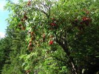 Sambucus racemosa_kumpfmüller