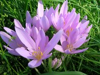 Colchicum autumnale_Kals