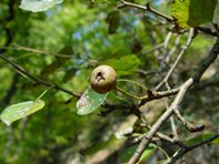 Pyrus pyraster_Lugmair