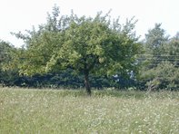 Malus sylvestris_Kumpfmüller Büro