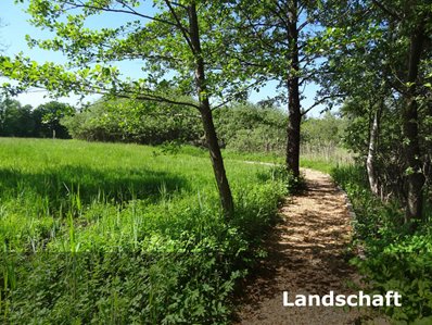 landschaft2