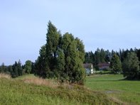 Juniperus communis_kumpfmüller