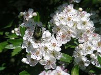 Crataegus monogyna_kumpfmüller