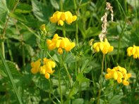 Lotus corniculatus_Kumpfmüller Büro