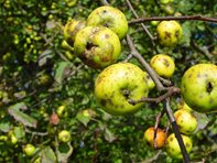 Malus sylvestris_Lugmair-001