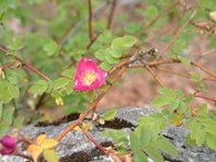 Rosa pendulina_kumpfmüller-001