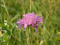 Scabiosa columbaria_Kumpfmüller Büro