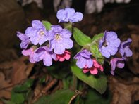 pulmonaria officinalis_Polak