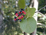 Viburnum lantana_Kumpfmüller Büro