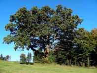 Quercus robur_Kumpfmüller Büro