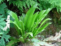 Asplenium scolopendrium_Kumpfmüller Büro