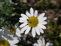 Tripleurospermum inodorum_Kumpfmüller Büro