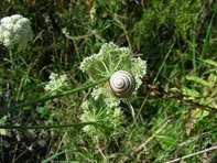 Schnirgelschnecke_Kumpfmüller