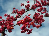 Euonymus europaeus_Kumpfmüller Büro