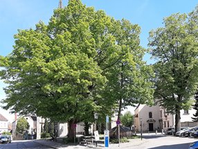 baume-brucknerplatz