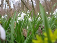 Galanthus nivalis_Polak