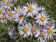 Aster amellus_Hauser