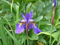 Iris sibirica_Kumpfmüller Büro