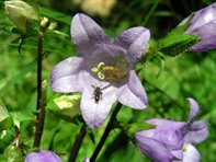 Campanula trachelium_Kumpfmüller Büro