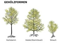 Gehölzformen kals