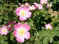 Rosa rubiginosa_Lugmair