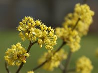 Cornus mas_kumpfmüller