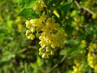 Berberis vulgaris_kumpfmüller