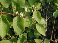 Lonicera xylosteum_Kumpfmüller Büro