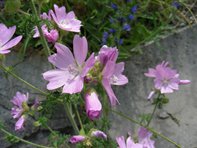 Malva moschata_Kumpfmüller Büro