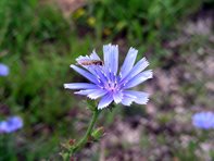 Cichorium intybus_Kumpfmüller Büro